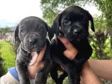 Görenleri Hayran Bırakacak Cane Corso Yavrular