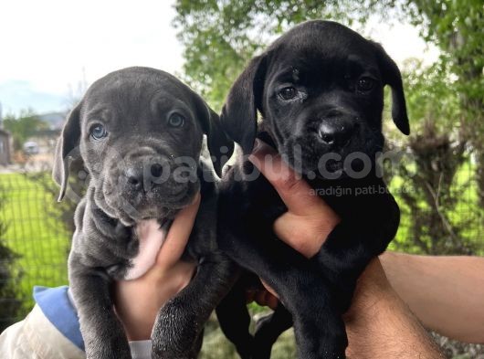 Görenleri Hayran Bırakacak Cane Corso Yavrular görsel