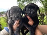 Görenleri Hayran Bırakacak Cane Corso Yavrular