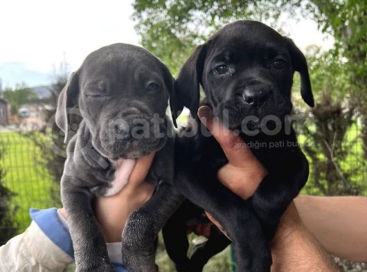 Görenleri Hayran Bırakacak Cane Corso Yavrular