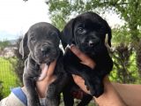 Görenleri Hayran Bırakacak Cane Corso Yavrular