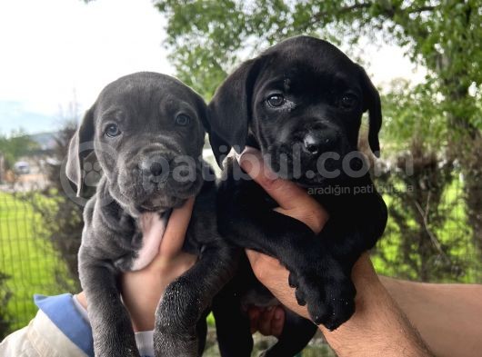 Görenleri Hayran Bırakacak Cane Corso Yavrular görsel