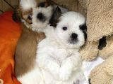 Kendi Köpegimizin Yavruları Anne Baba Kendi Evlatlarımız