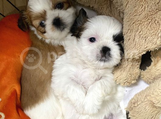 Kendi Köpegimizin Yavruları Anne Baba Kendi Evlatlarımız görsel