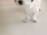 Terrier 1Yaş Wc Eğitimli Aşılı 