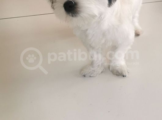 Terrier 1Yaş Wc Eğitimli Aşılı  görsel
