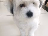 Terrier 1Yaş Wc Eğitimli Aşılı 