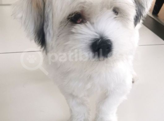 Terrier 1Yaş Wc Eğitimli Aşılı  görsel