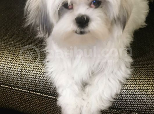 Terrier Karması 1 Yaş Erkek Tuvalet Eğitimli