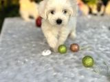 Masum Kar Beyaz Harika Güzellikteki Maltese Terrier Yavrular