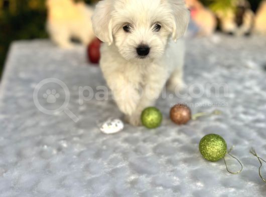 Masum Kar Beyaz Harika Güzellikteki Maltese Terrier Yavrular görsel