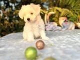 Masum Kar Beyaz Harika Güzellikteki Maltese Terrier Yavrular