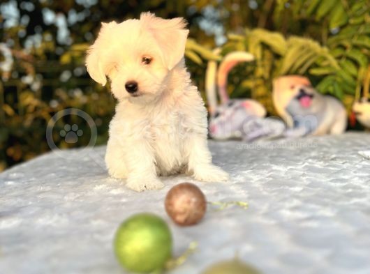Masum Kar Beyaz Harika Güzellikteki Maltese Terrier Yavrular görsel