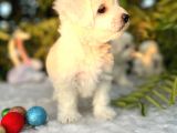 Masum Kar Beyaz Harika Güzellikteki Maltese Terrier Yavrular