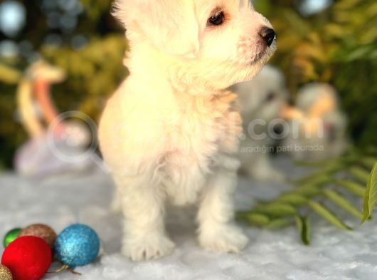 Masum Kar Beyaz Harika Güzellikteki Maltese Terrier Yavrular görsel