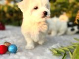 Masum Kar Beyaz Harika Güzellikteki Maltese Terrier Yavrular