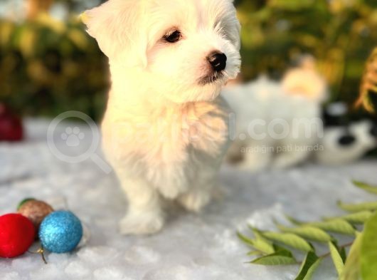 Masum Kar Beyaz Harika Güzellikteki Maltese Terrier Yavrular görsel