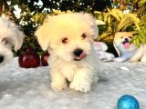 Masum Kar Beyaz Harika Güzellikteki Maltese Terrier Yavrular