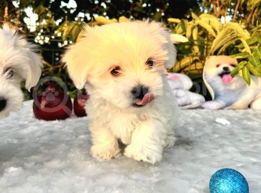 Masum Kar Beyaz Harika Güzellikteki Maltese Terrier Yavrular görsel