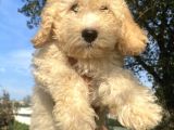 Maltipoo Yavrular