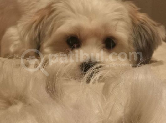 Terrier Karması 1 Yaş Erkek Tuvalet Eğitimli görsel