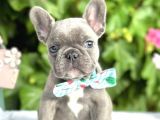 Blue French Buldog Yavrular
