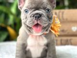 BLUE FRENCH BULDOG YAVRULAR