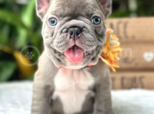 Blue French Buldog Yavrular