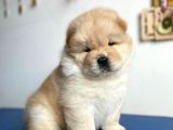 ÖZEL CHOW CHOW YAVRULARI