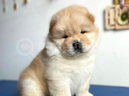 Özel Chow Chow Yavrulari