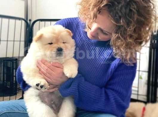 Özel Chow Chow Yavrulari görsel