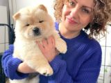 Özel Chow Chow Yavrulari