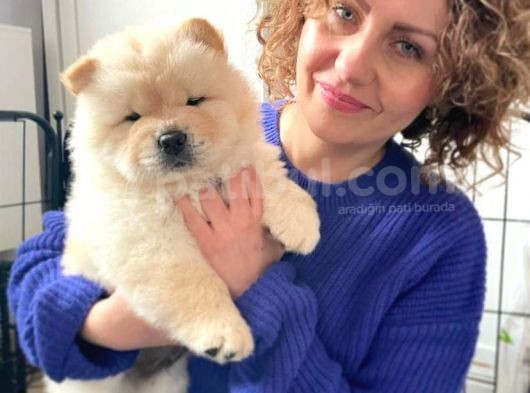 Özel Chow Chow Yavrulari görsel