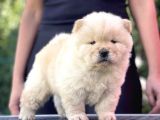 KÜT BURUN AYI SURAT CHOW CHOW YAVRULARI