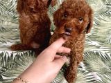 0 Numara Koyu Renk Toy Poodle Yavrularımız