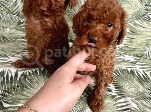 0 Numara Koyu Renk Toy Poodle Yavrularımız görsel