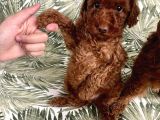 0 Numara Koyu Renk Toy Poodle Yavrularımız