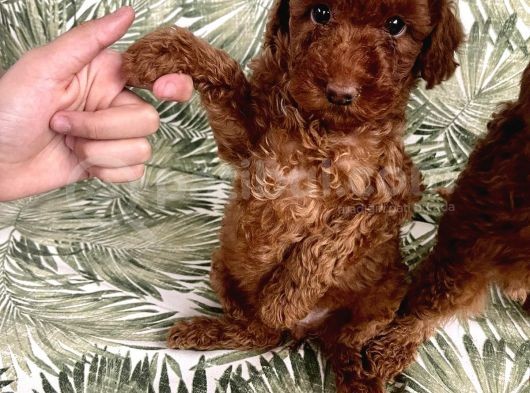 0 Numara Koyu Renk Toy Poodle Yavrularımız görsel