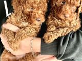 0 Numara Koyu Renk Toy Poodle Yavrularımız