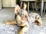 Eşleşmeye Açık Lilac Merle Tan İsabella Carier French Bulldog Erkek Köpeğimize Türkiye Geneli Dişilerimizi Bekliyoruz