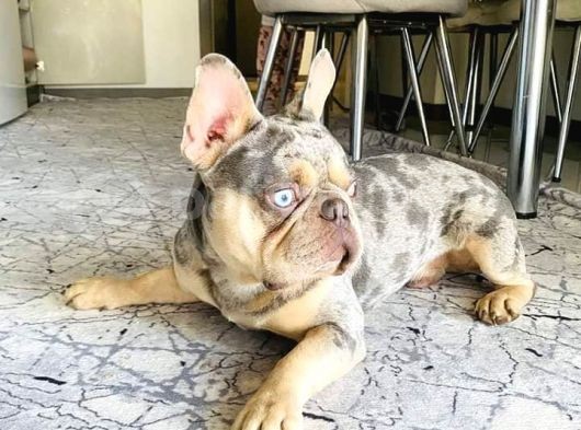 Eşleşmeye Açık Lilac Merle Tan İsabella Carier French Bulldog Erkek Köpeğimize Türkiye Geneli Dişilerimizi Bekliyoruz görsel