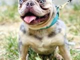 Eşleşmeye Açık Lilac Merle Tan İsabella Carier French Bulldog Erkek Köpeğimize Türkiye Geneli Dişilerimizi Bekliyoruz