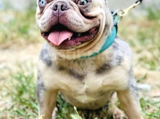 Eşleşmeye Açık Lilac Merle Tan İsabella Carier French Bulldog Erkek Köpeğimize Türkiye Geneli Dişilerimizi Bekliyoruz görsel