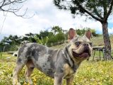 Eşleşmeye Açık Lilac Merle Tan İsabella Carier French Bulldog Erkek Köpeğimize Türkiye Geneli Dişilerimizi Bekliyoruz
