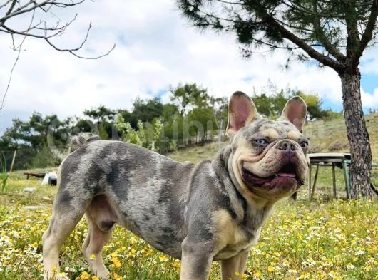 Eşleşmeye Açık Lilac Merle Tan İsabella Carier French Bulldog Erkek Köpeğimize Türkiye Geneli Dişilerimizi Bekliyoruz
