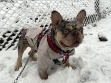 Eşleşmeye Açık Lilac Merle Tan İsabella Carier French Bulldog Erkek Köpeğimize Türkiye Geneli Dişilerimizi Bekliyoruz