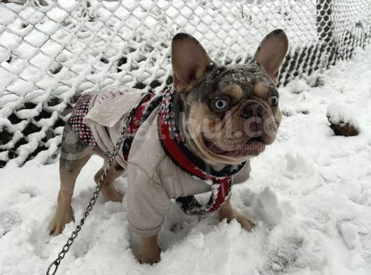 Eşleşmeye Açık Lilac Merle Tan İsabella Carier French Bulldog Erkek Köpeğimize Türkiye Geneli Dişilerimizi Bekliyoruz görsel