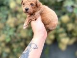 Toy Poodle Yavrularımız