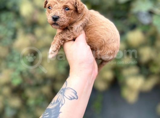 Toy Poodle Yavrularımız görsel