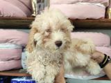 A Secereli Toy Poodle Yavrularımız
